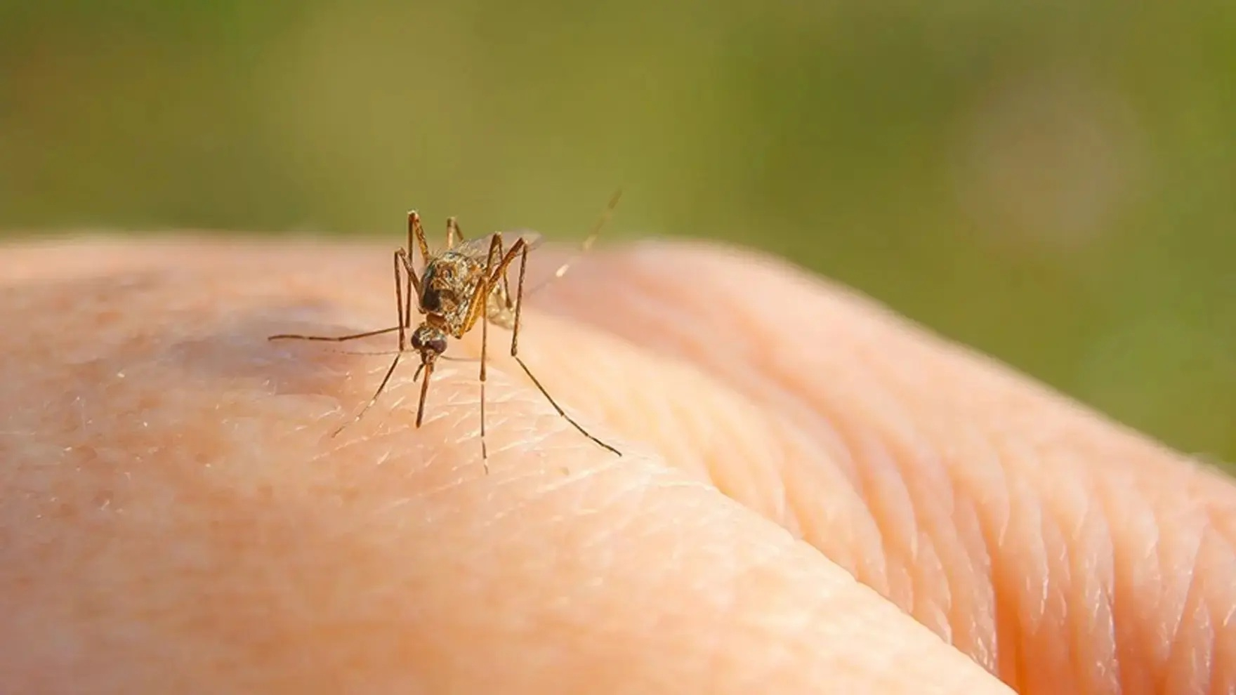 Unul dintre cele opt cazuri de infecție cu West Nile, la Galați