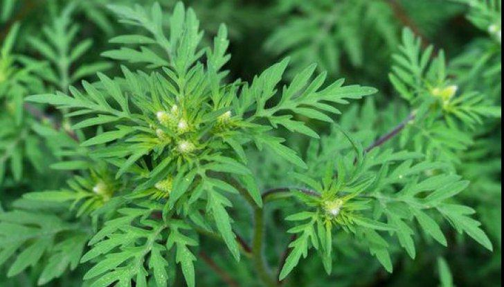 Ambrozia, cea mai alergenică buruiană