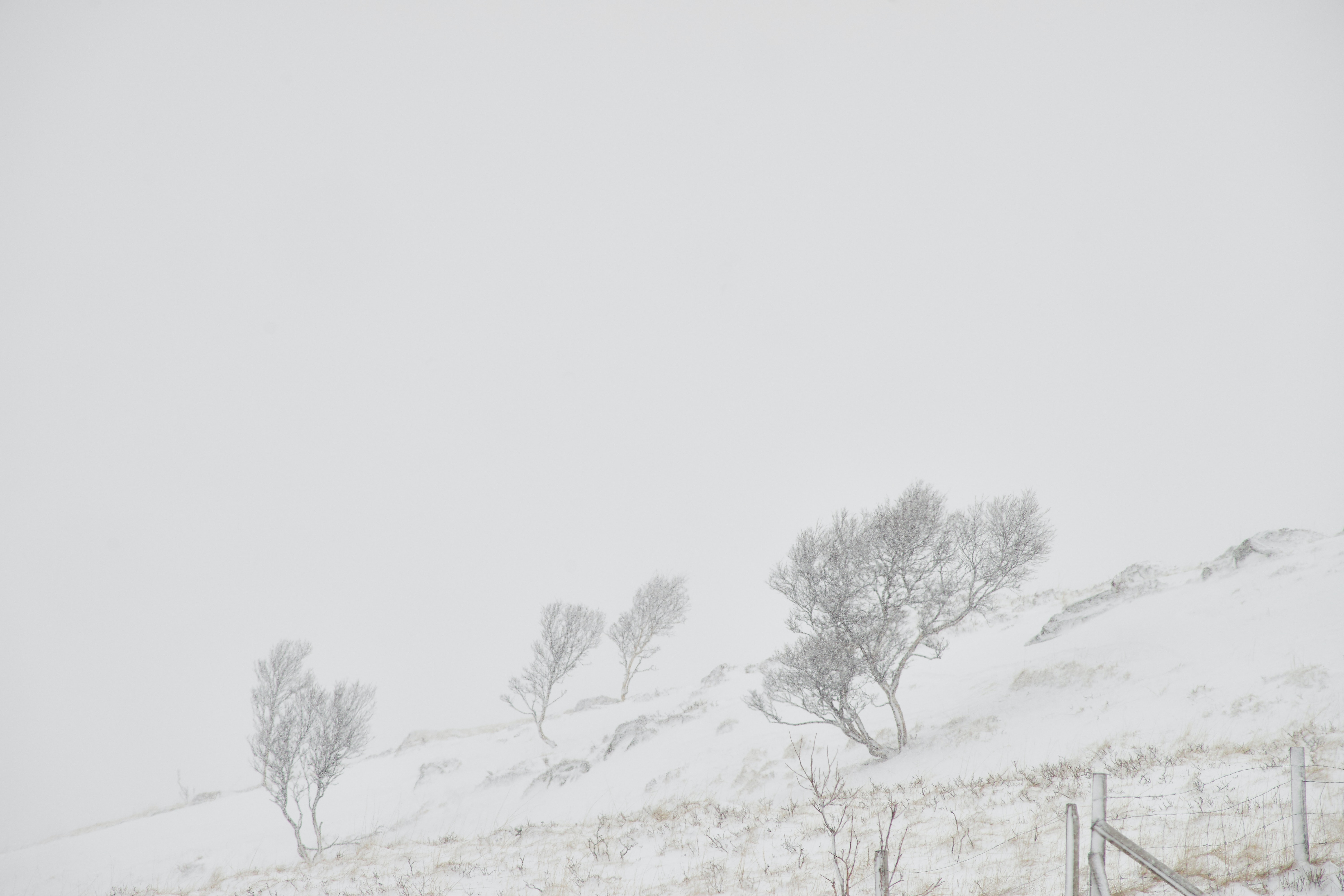 Despre beneficiile împăduririi, în condiții de viscol