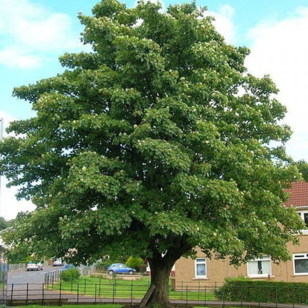 Împodobește, mamă, Paltinu!
