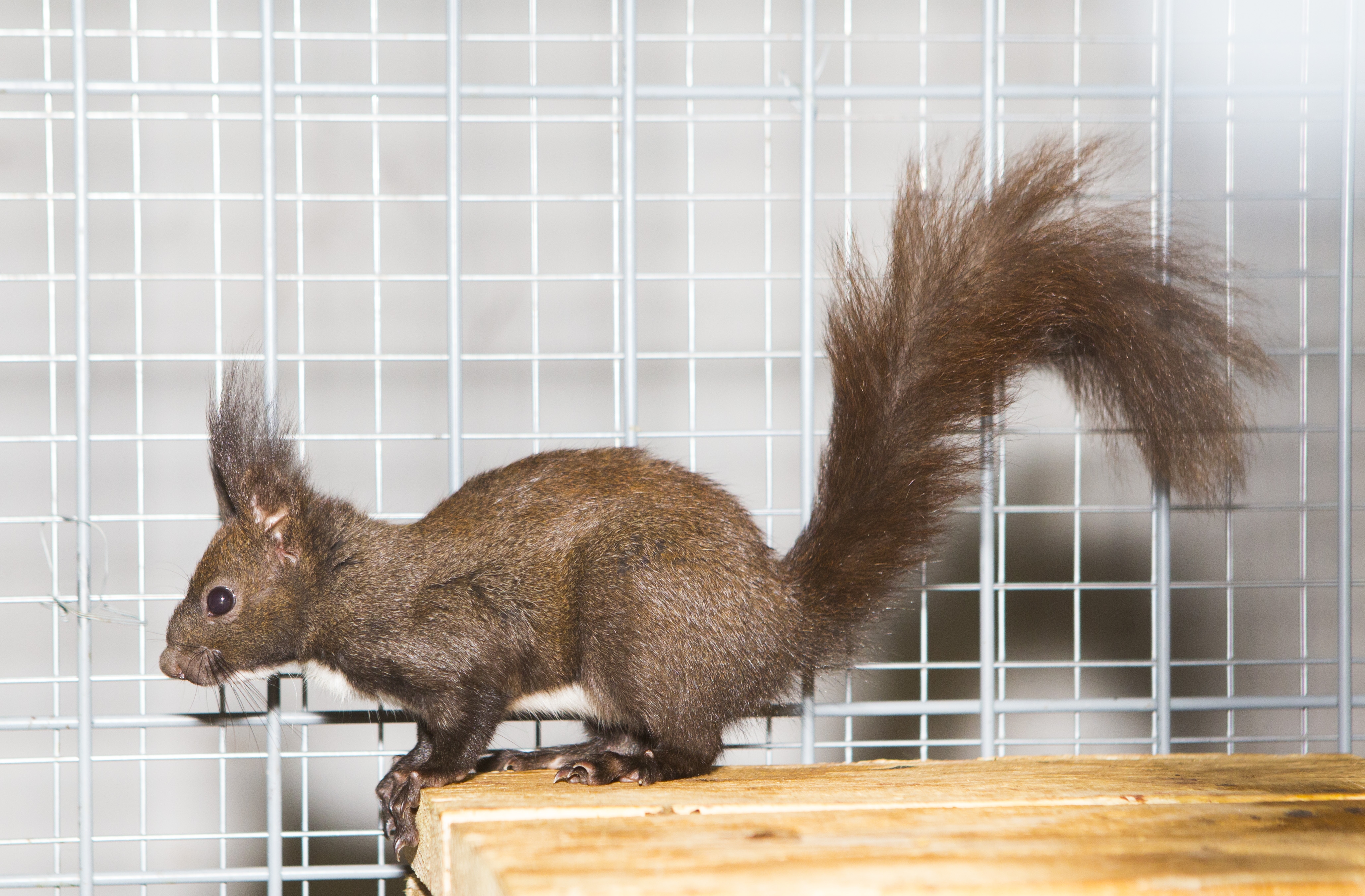 Noua ATRACŢIE a Grădinii Publice/ VEVERIŢELE donate de Marian Băilă i-au cucerit pe copii (FOTO)