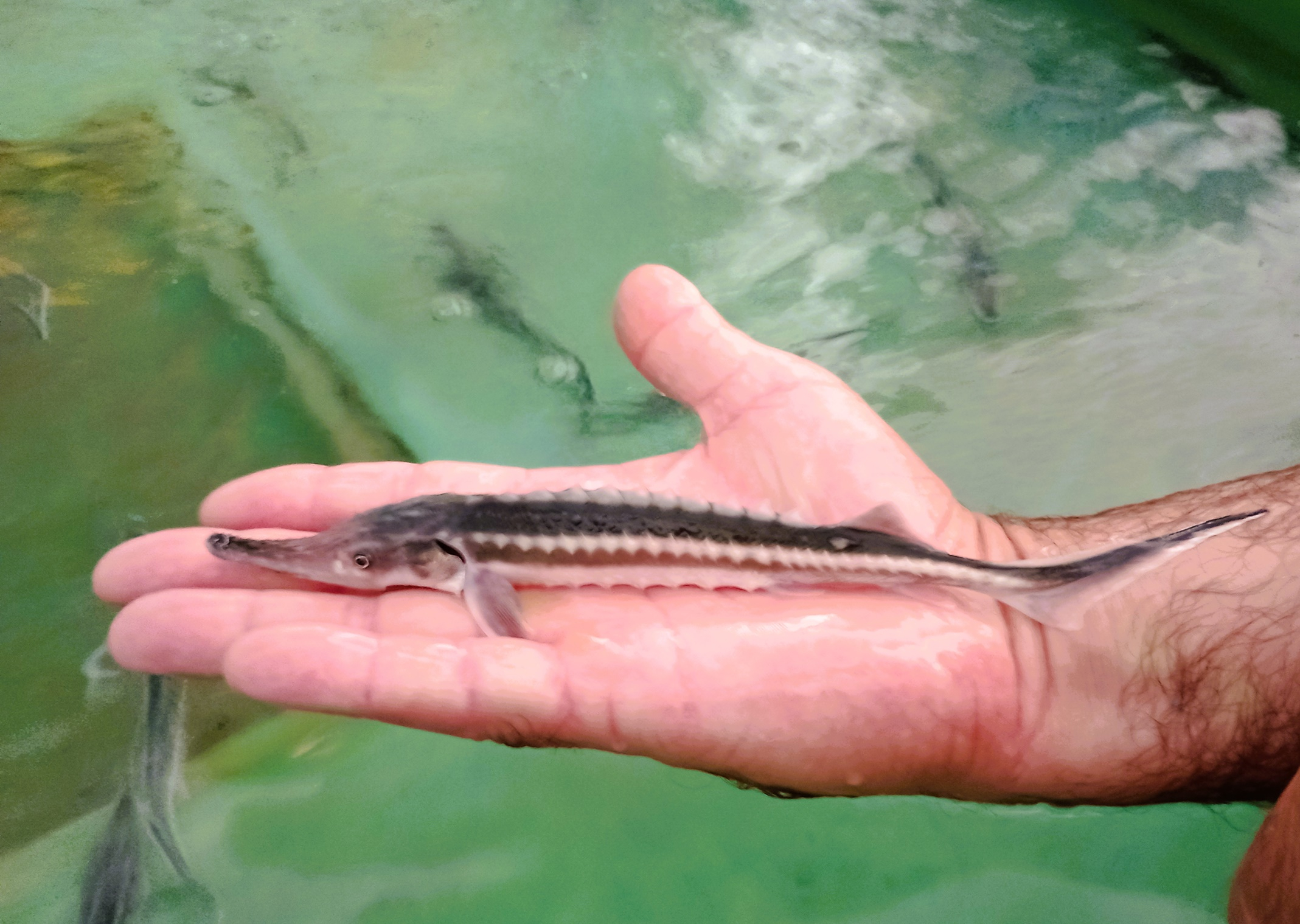 Acţiune de populare a Dunării cu pui de sturioni