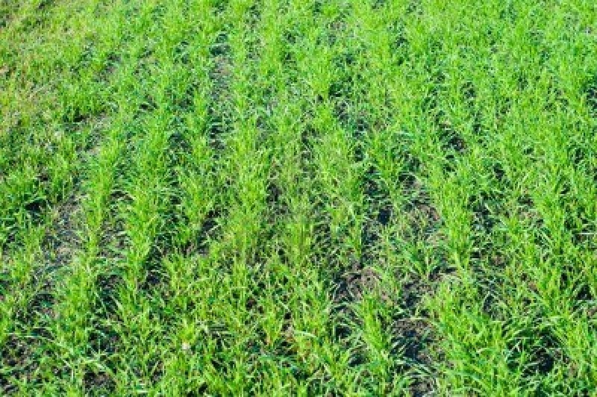 Se dau avansurile pe suprafaţă, la APIA 