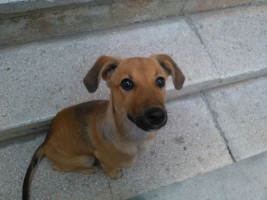 Campania VL - Adoptă un suflet/Căţeluşă urecheată, caută stăpân iubitor