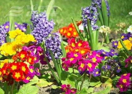 Sărbătoarea florilor la Complexul Muzeal de Ştiinţele Naturii