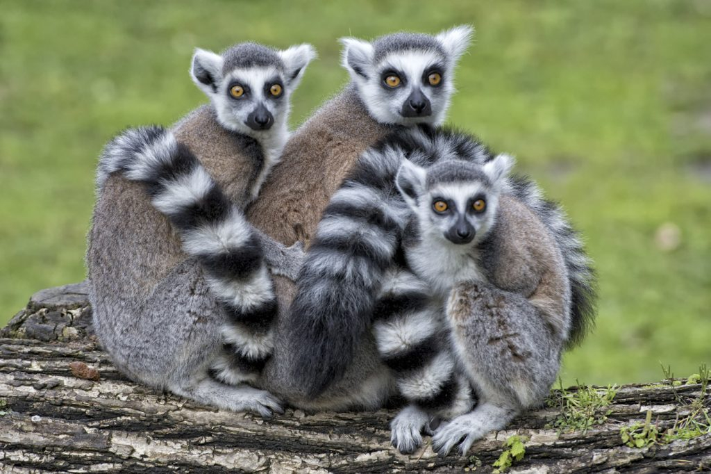 Ziua Mondială a Lemurilor, la Zoo Brașov