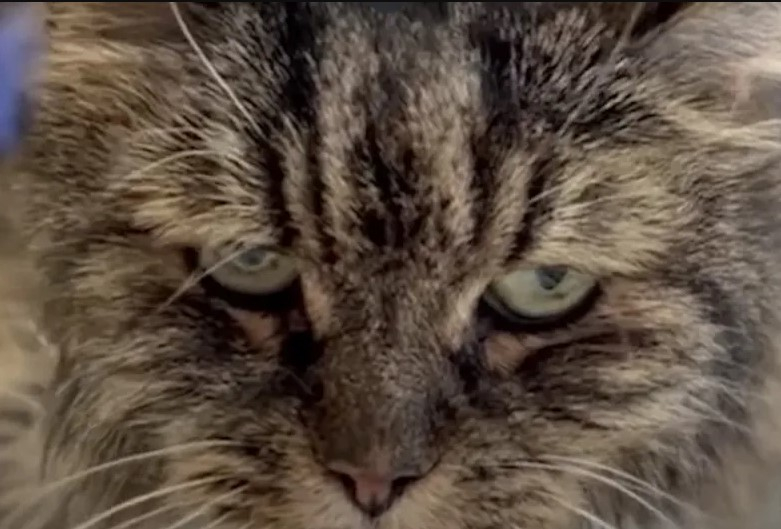 O pisică trăieşte după o cădere de la 115 metri