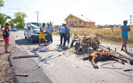 Cal ucis de imprudenţa căruţaşului