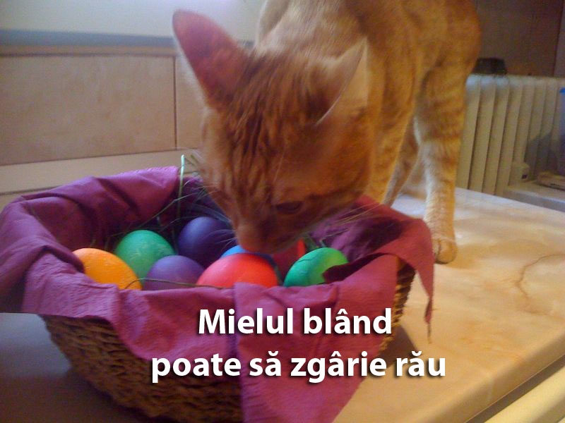 Mielul „la două oi” e mutant