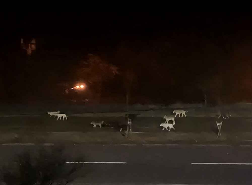 Haită de câini, filmată pe Faleza Dunării (VIDEO)