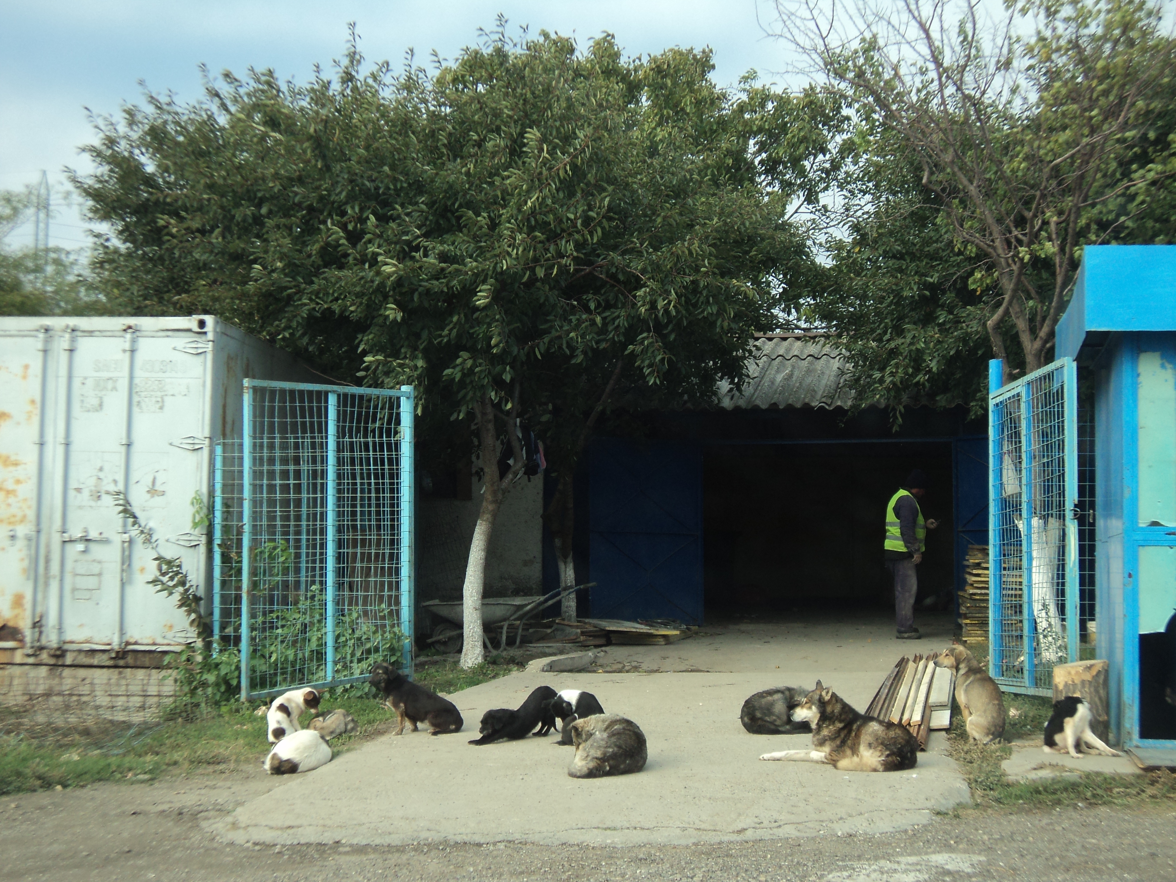 Direcţia Sanitară Veterinară a găsit alte nereguli: Câini fără... balcon, padoc fără autorizaţie
