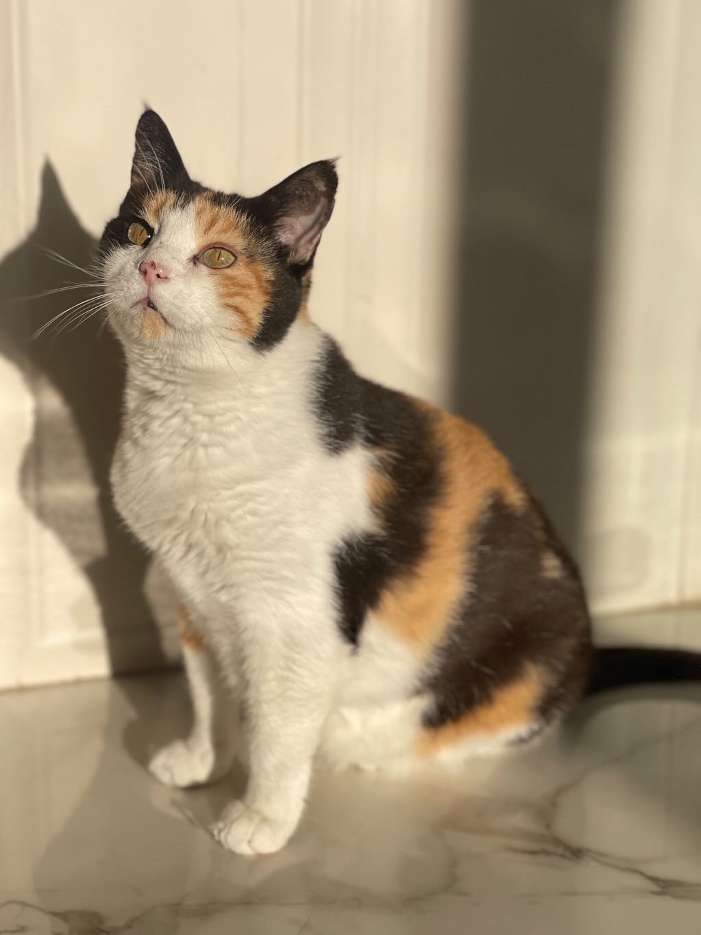 S-a pierdut Calico. Familia acordă recompensă!