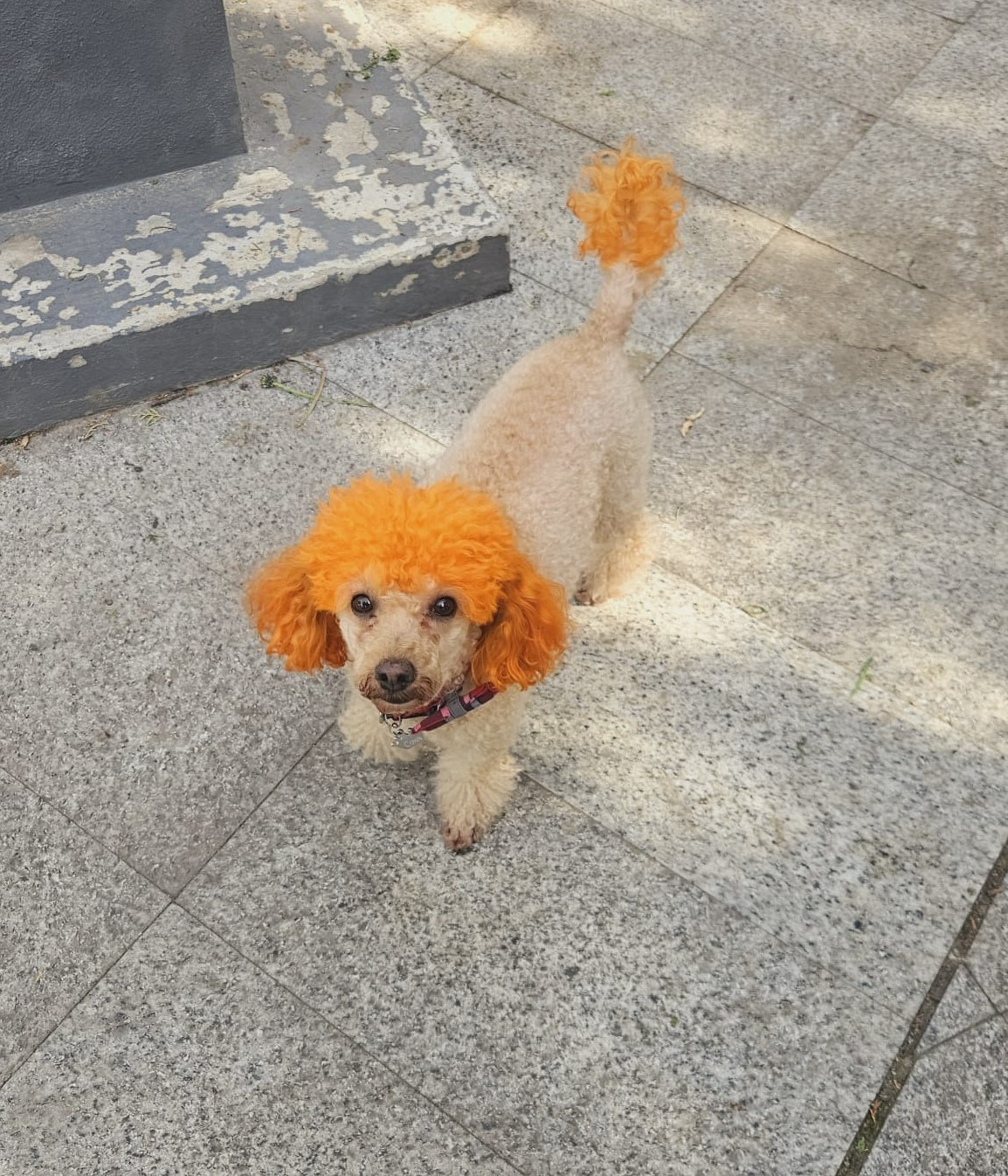 Poza zilei. Micuţa fashionistă, pregătită de sărbătoare