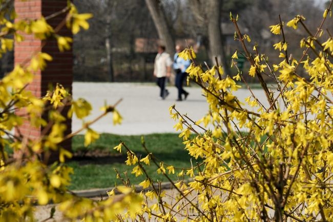 Ninsoarea continuă până în noaptea de miercuri spre joi. Duminică vor fi 20 de grade Celsius