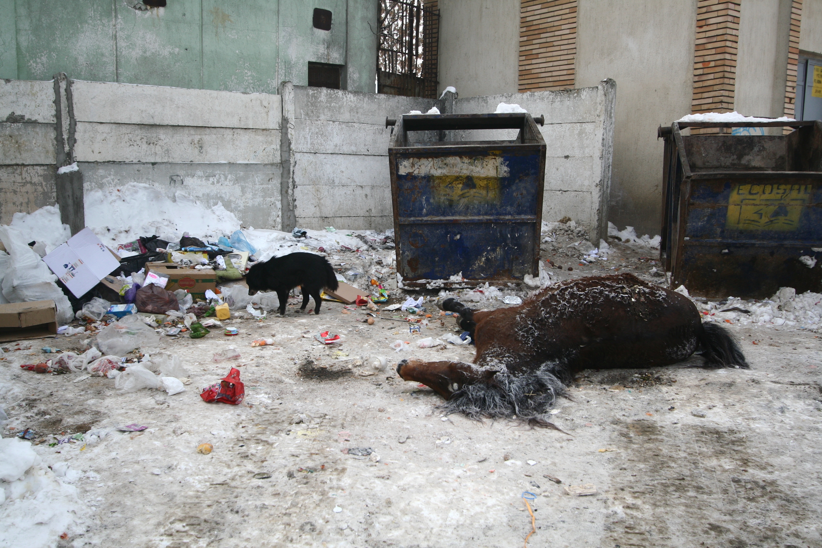 Civilizaţia Galaţiului, cai verzi pe pereţi!