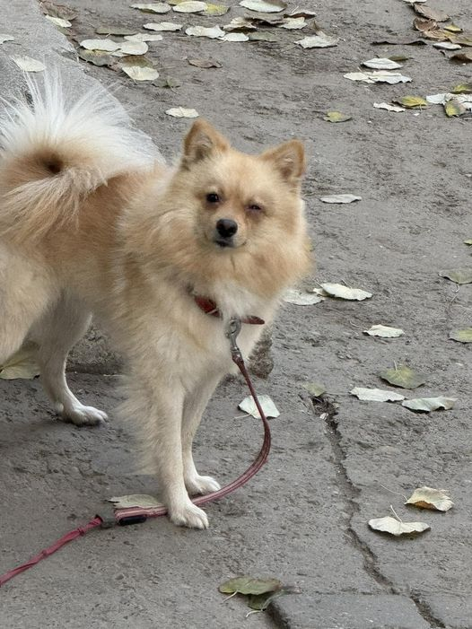 Stăpâni în căutarea patrupezilor pierduţi, orfani în căutare de familii