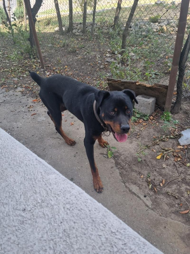 Amendă pentru proprietarul lui Rott