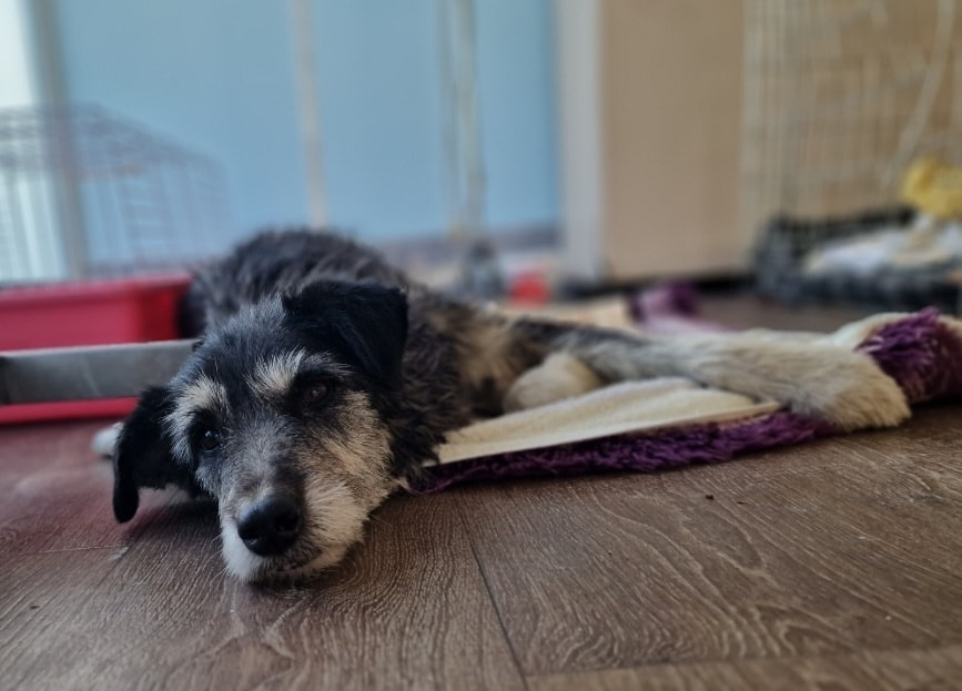 Cum îi puteți sprijini pe cei ce salvează și ajută animale fără stăpân