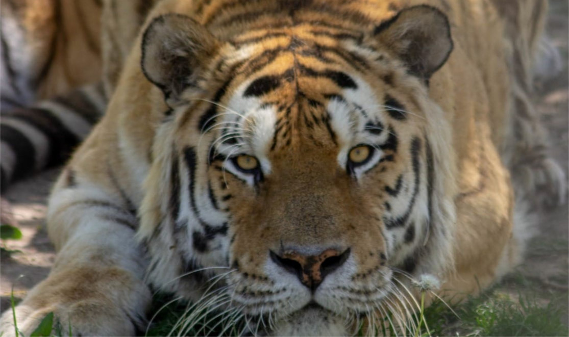 Bărbat ucis de un tigru, la Zoo Pitești