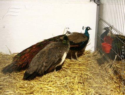 Raiul păsărilor revine la Galaţi