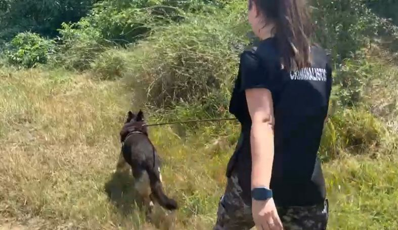 O bătrână a supraviețuit cinci zile după ce a căzut într-o râpă. Un câine polițist a salvat-o