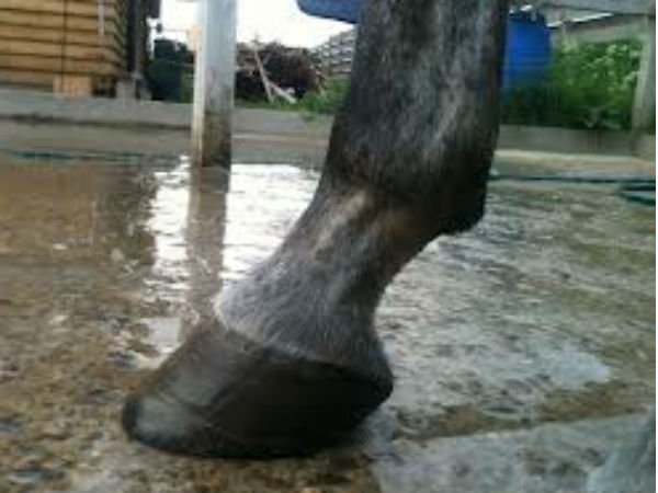 Fetiţă de 4 ani lovită de cal