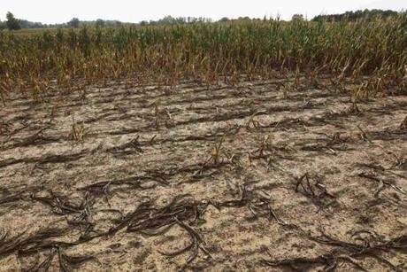 Puţine subvenţii în zonele defavorizate ale judeţului Galaţi