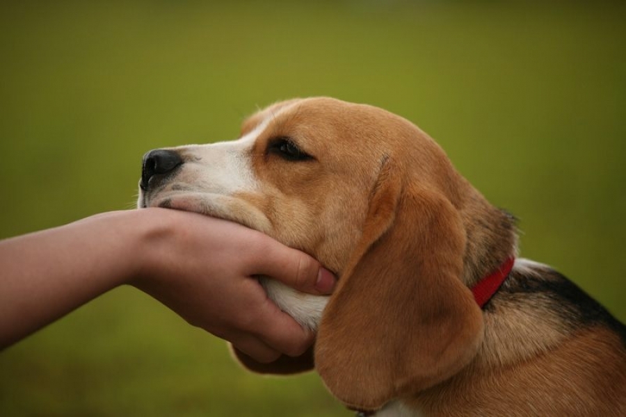 Cum puteţi beneficia de sterilizarea GRATUITĂ a căţelului