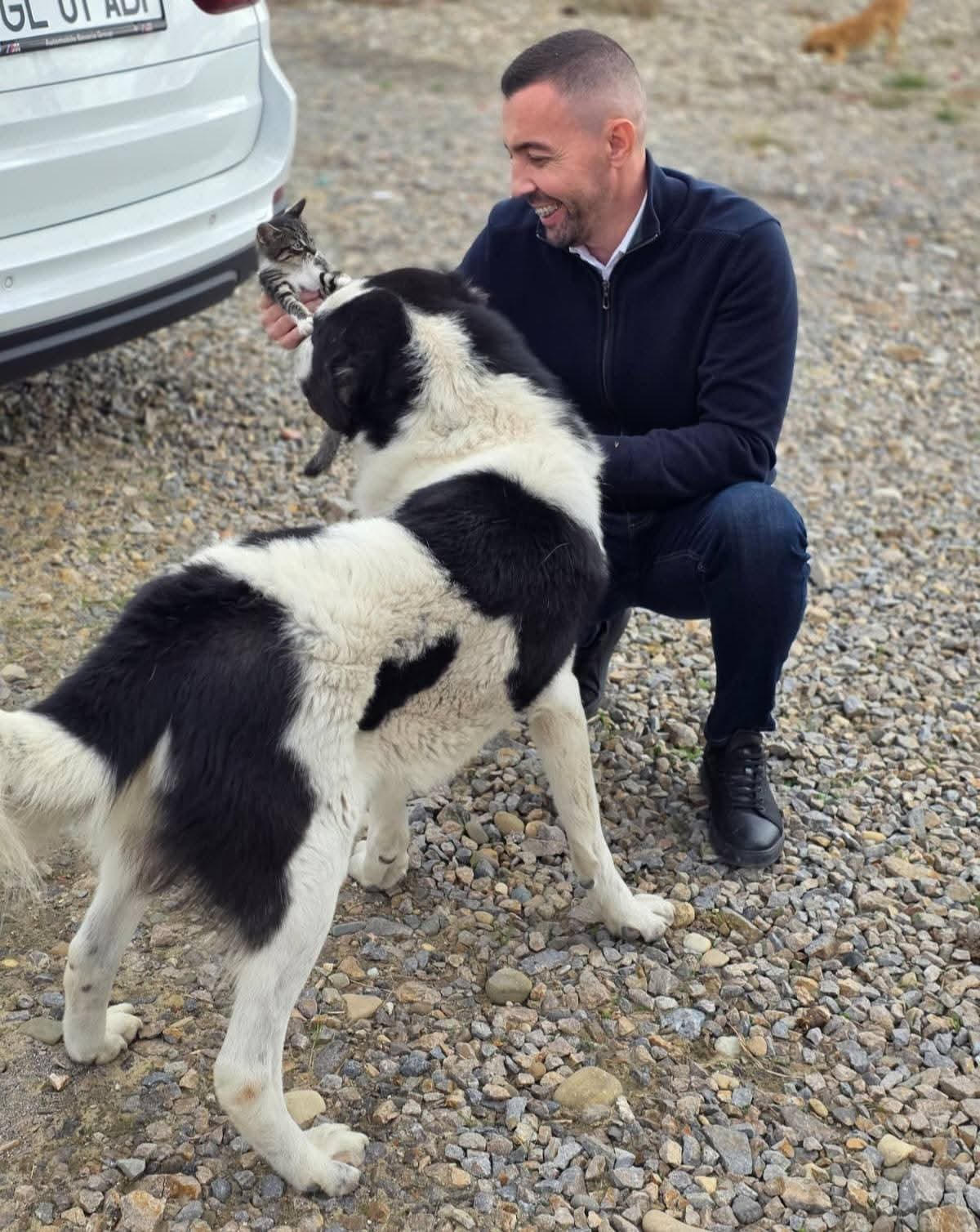 Soarta câinilor fără stăpân ar trebui decisă de gălățeni