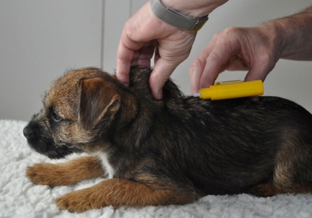 Amenzi de până la 5.000 de lei pentru posesorii de câini care nu sunt microcipaţi    