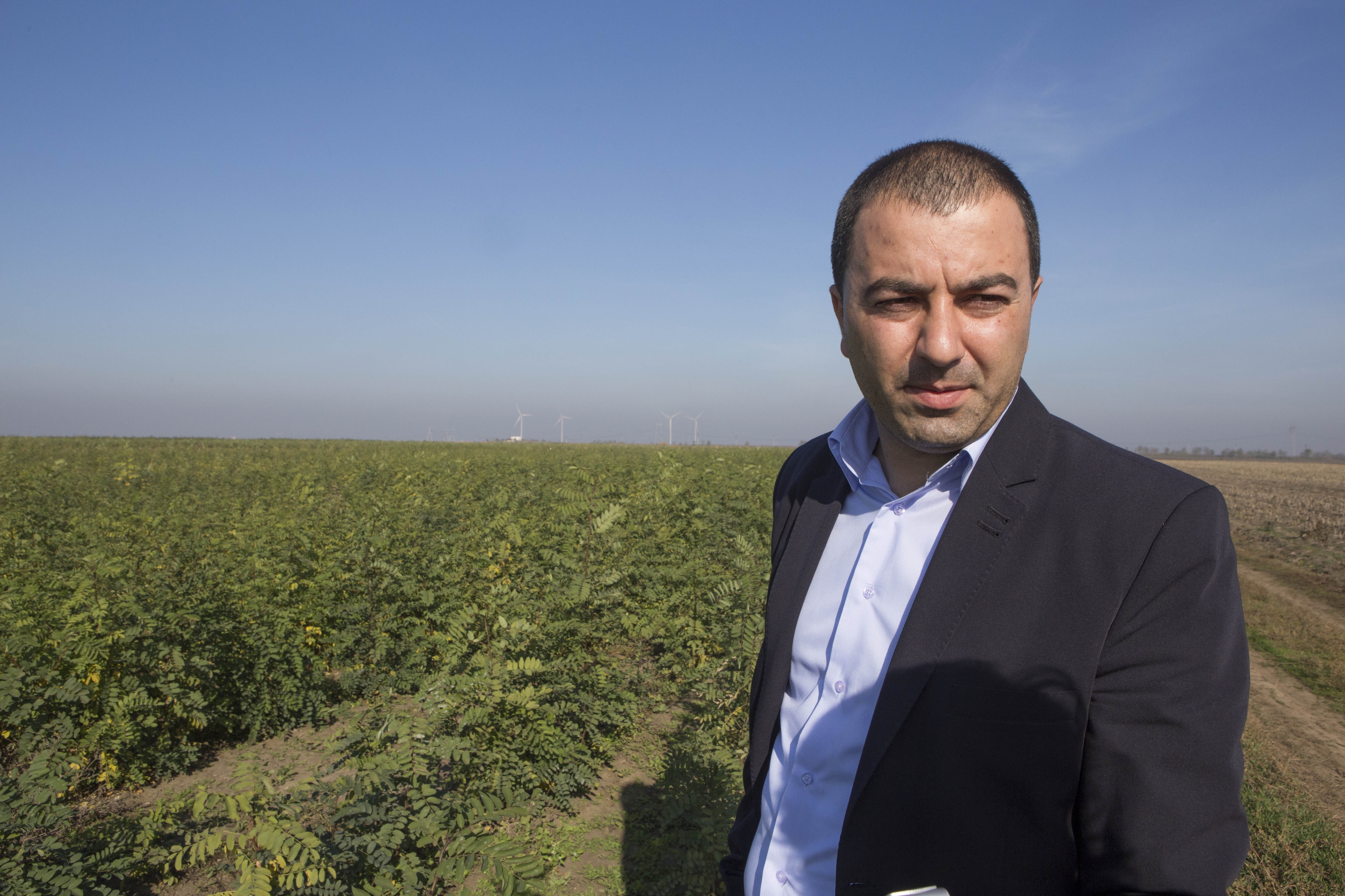 Sute de mii de puieţi de salcâm din Galaţi au fost VÂNDUŢI