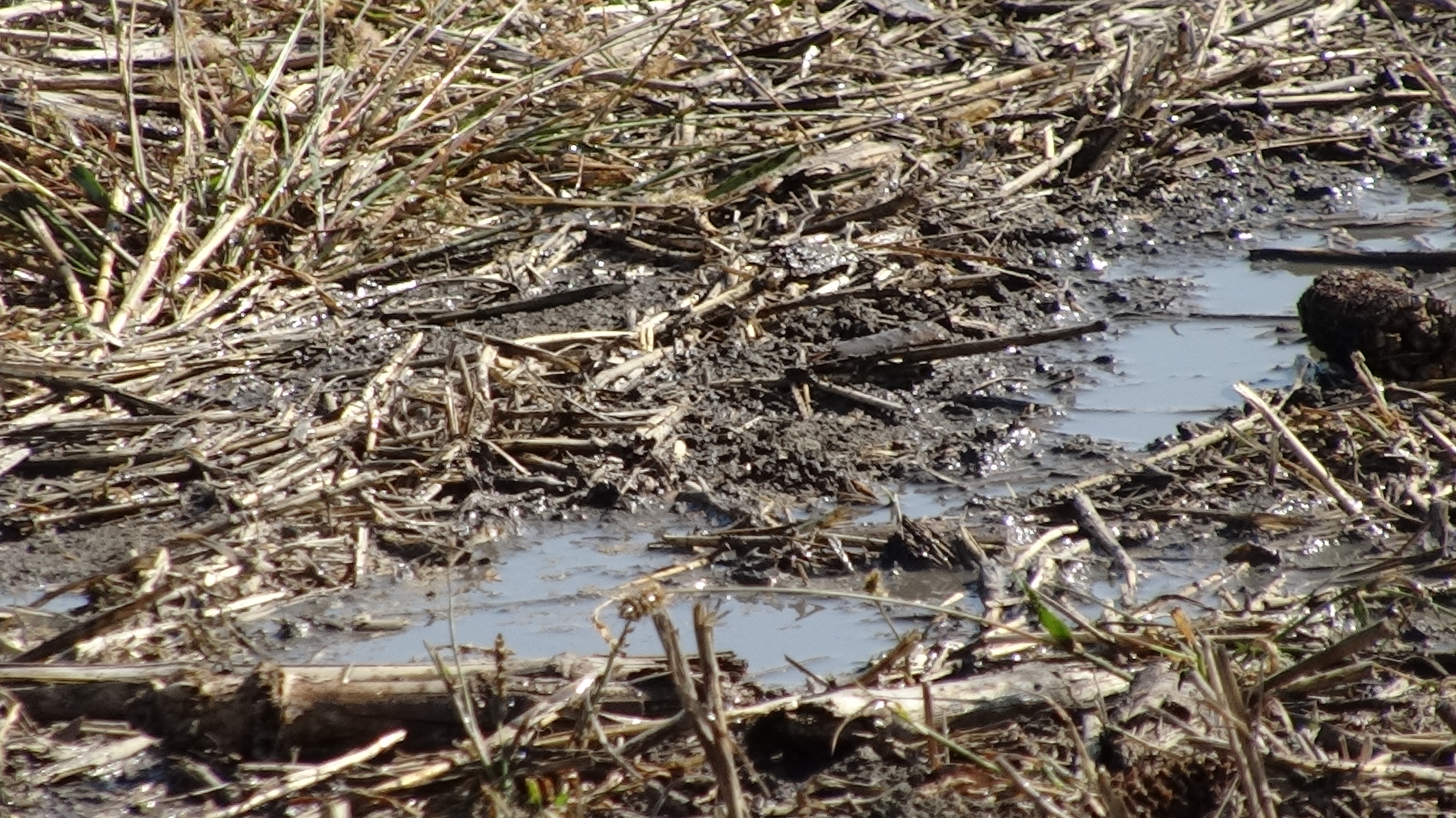 De ce pute Galaţiul? Dejecţii porcine deversate pe un câmp de peste Dunăre