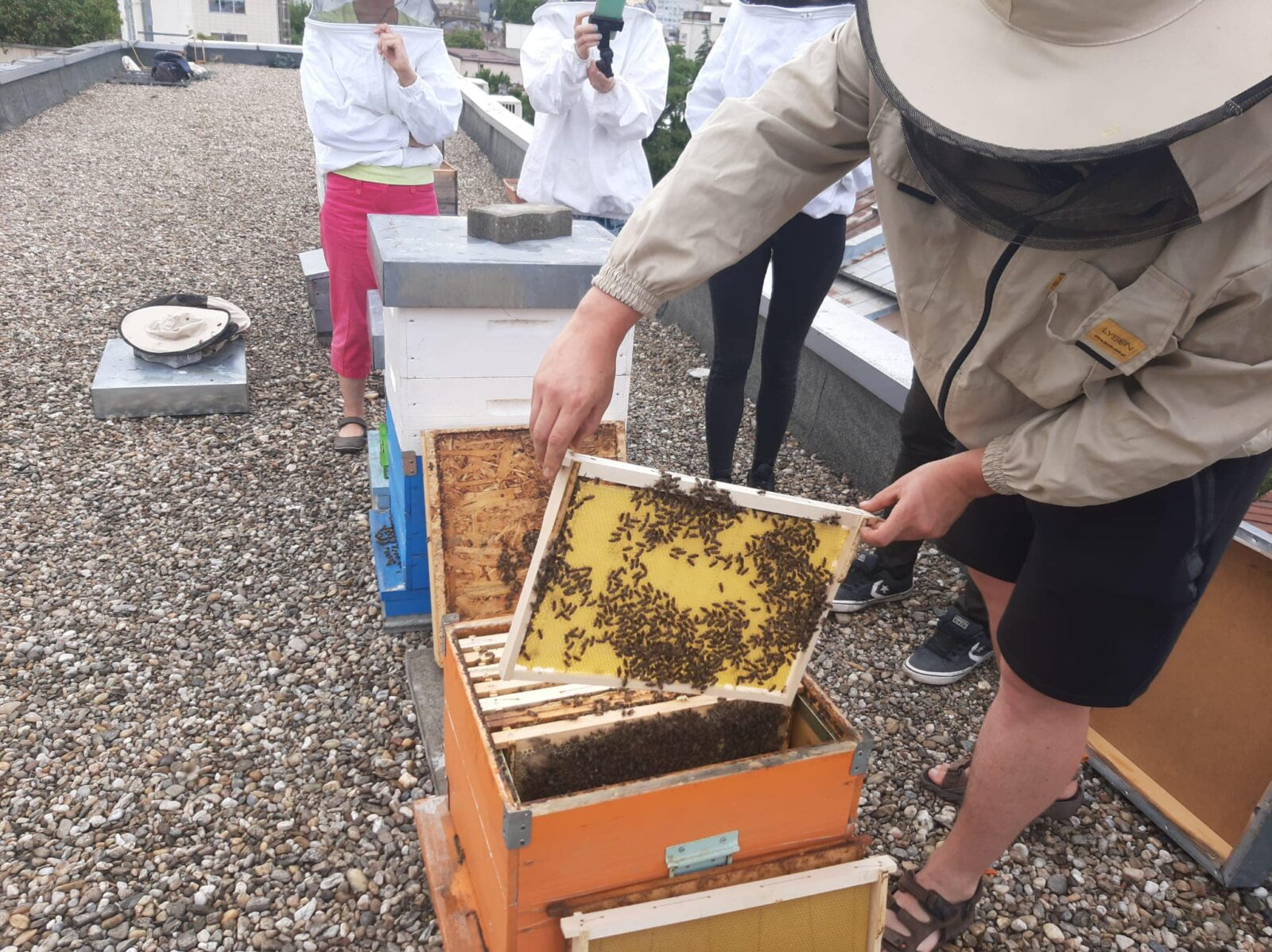 Miere pe blocurile din București, după model vienez