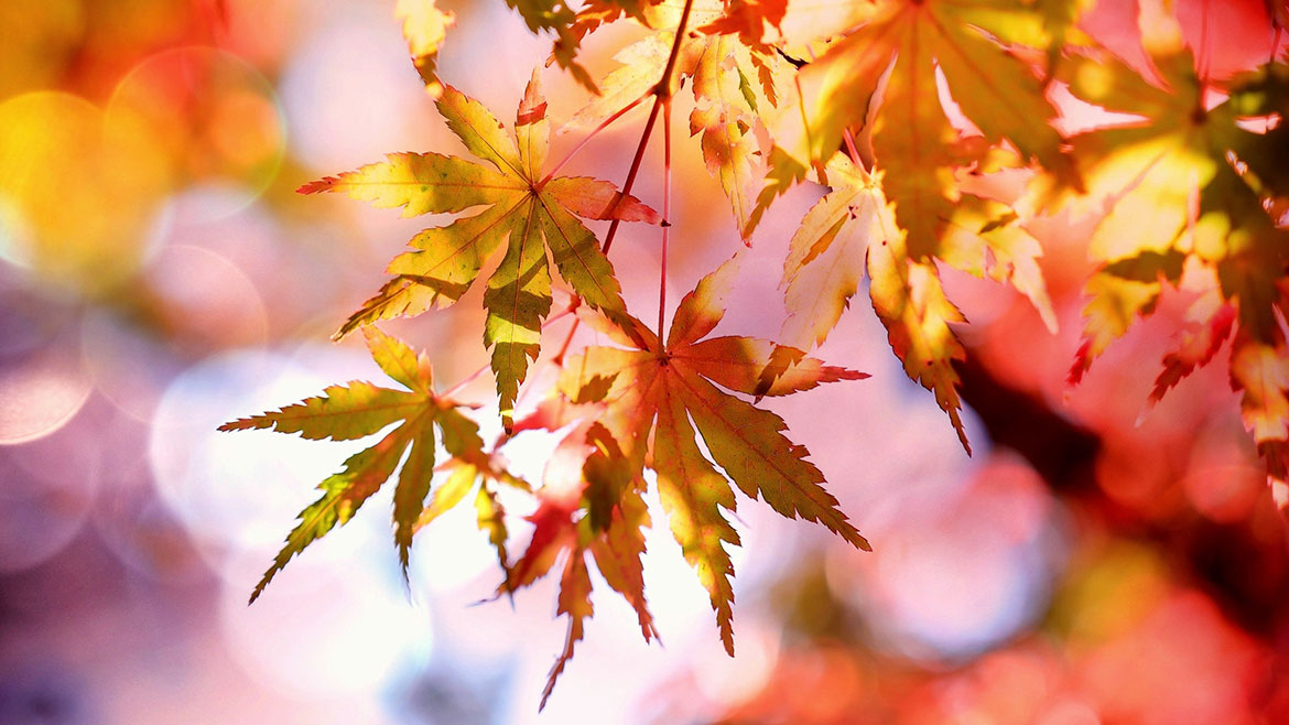 Vreme rece, înaintea unei perioade de încălzire