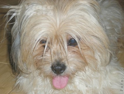 Cora – noua noastră vedetă