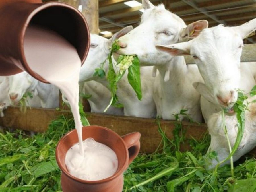 Pentru un trai sănătos, cine n-are capră să-și cumpere!