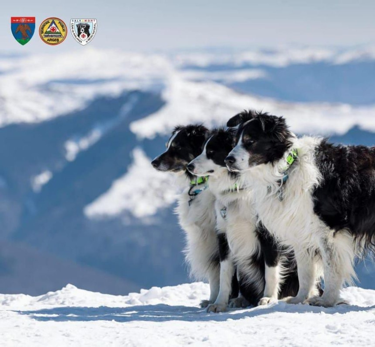 Primul câine salvator montan din România iese la pensie