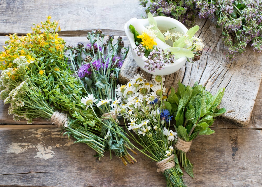 Plante recomandate pentru o imunitate de fier