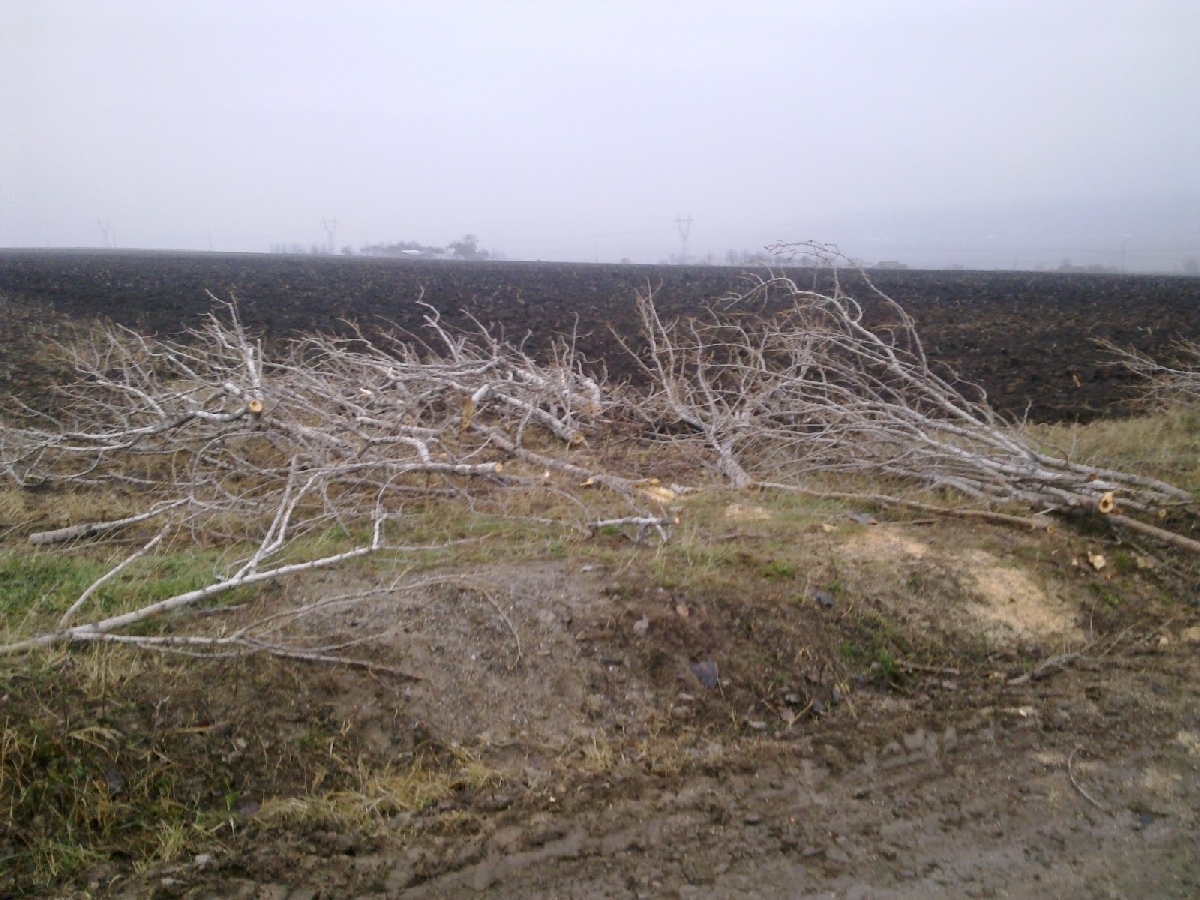 Din ce mai face BANI Consiliul Judeţului: Se VINDE LEMNUL de pe marginea drumurilor