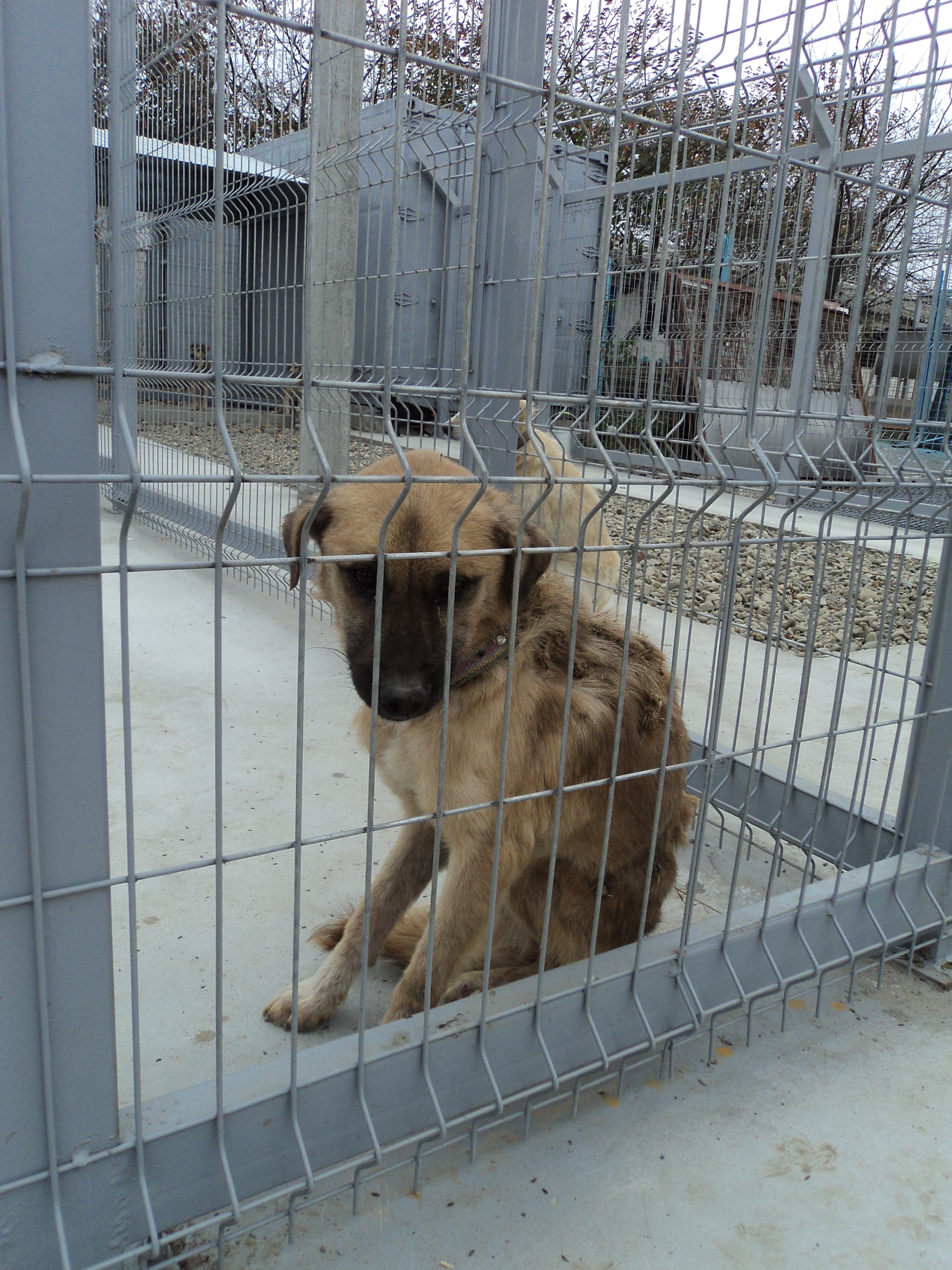 CÂINII ADOPTAŢI, subiect de ANCHETĂ pentru Poliţia din Galaţi