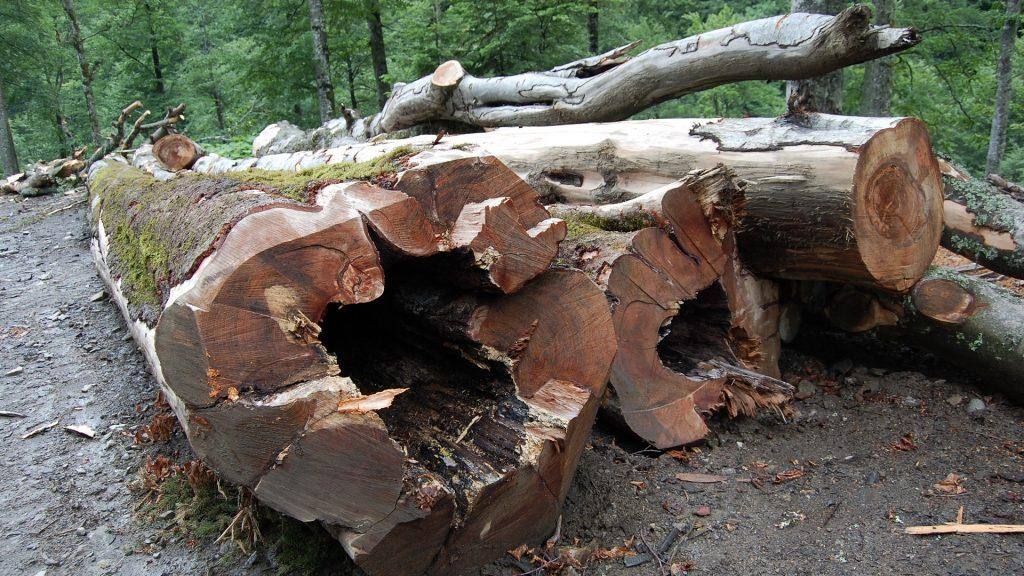 Amendă-record pe piața masei lemnoase