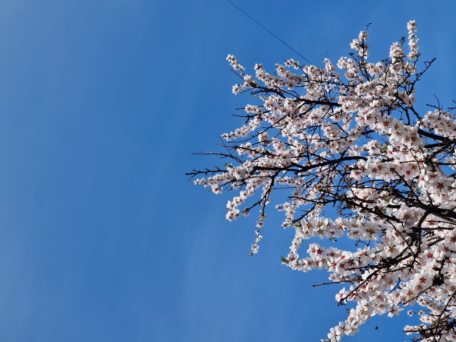 Poza zilei. E primăvară-n cartier!