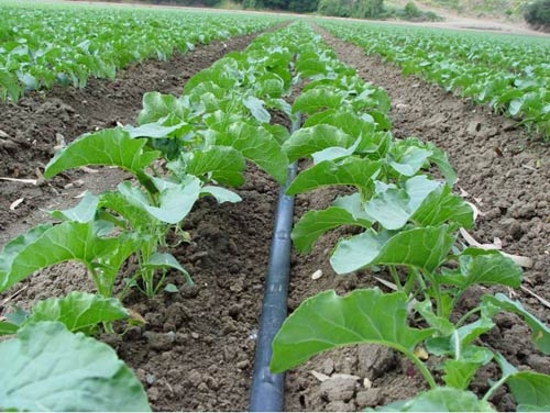 Peste 20.000 de hectare irigate în judeţul Galaţi