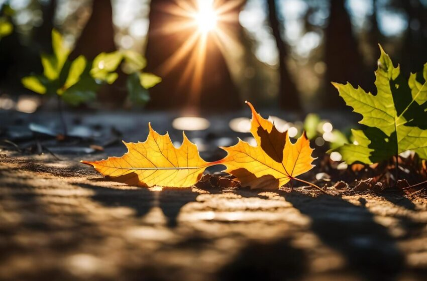 A început toamna astronomică