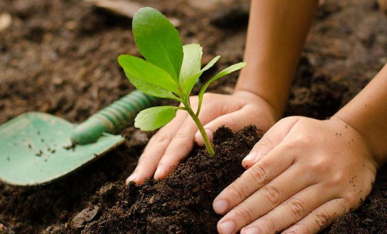 Acţiune de împădurire în judeţul Galaţi
