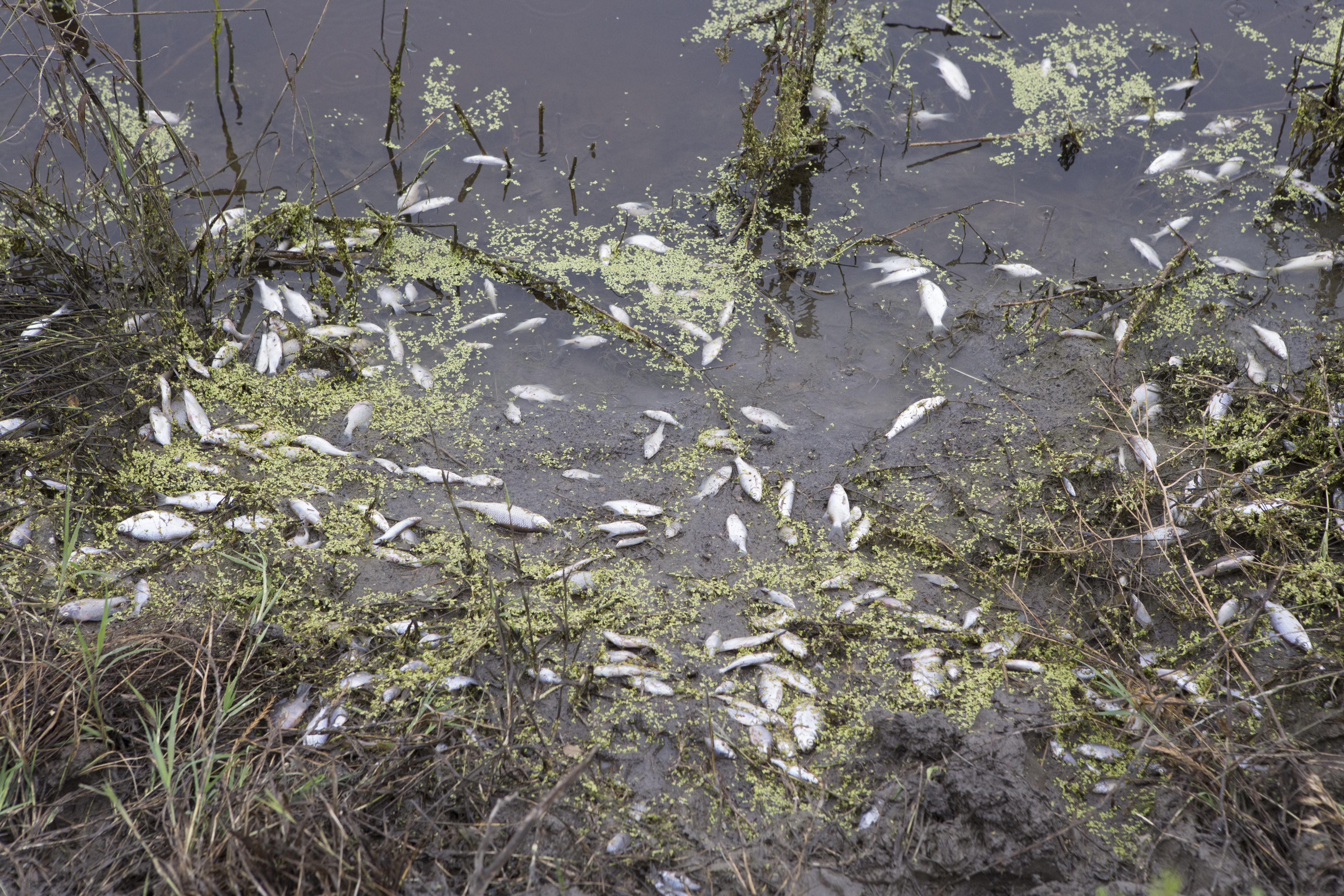 ALERTĂ pentru cadrele medicale din cauza peştilor MORŢI