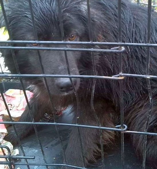 CÂINII din curtea unui SPITAL din Galați, duşi în padoc