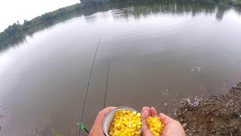 Condiții pentru pescuitul pe Siret, Prut și canalele din valea Brateșului