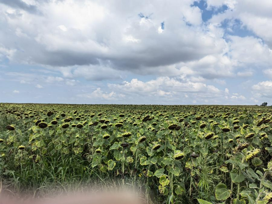 Există buget pentru despăgubiri și la culturile de primăvară