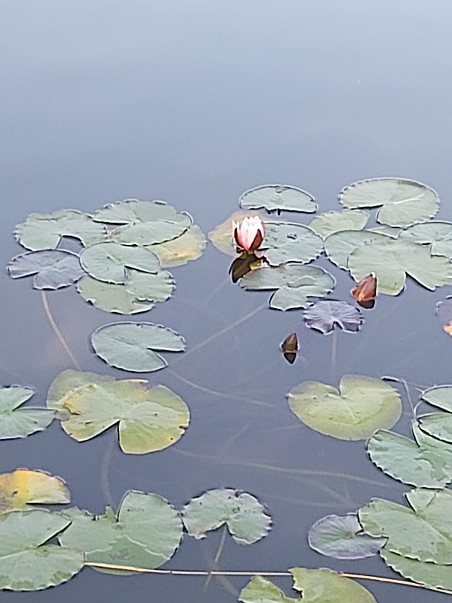 Cine vrea să admire nuferi, poate şi la Galaţi